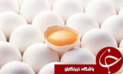 تولید تخم مرغ در استان قزوین