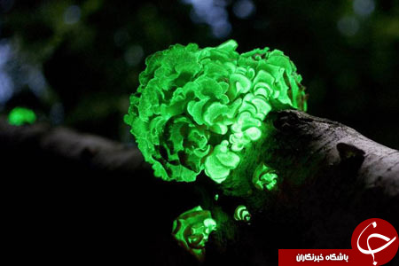 مکان های منحصر به فرد که در شب دگرگون می شوند + تصاویر