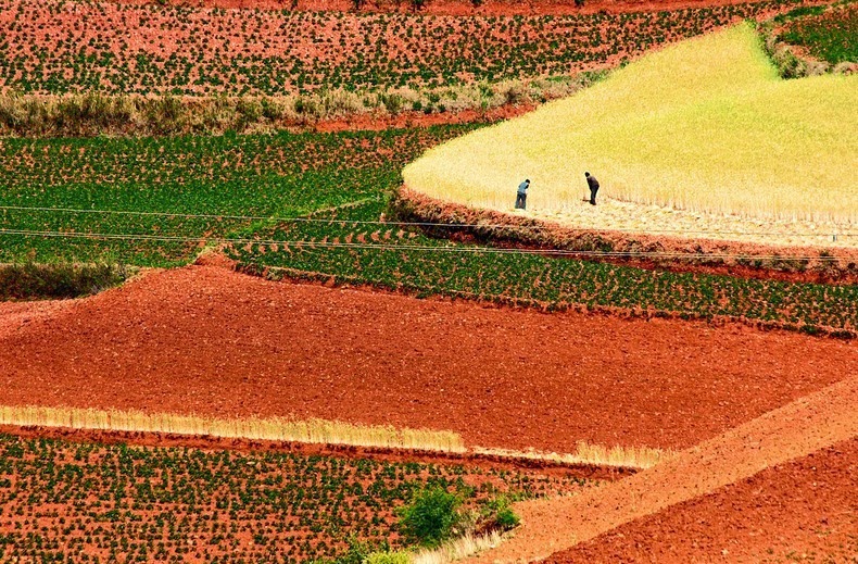 مزارع سرخ رنگ دونگ چوان + تصاویر