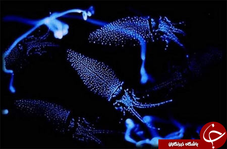 مکان های منحصر به فرد که در شب دگرگون می شوند + تصاویر///ساعت 20.30 منتشر شود