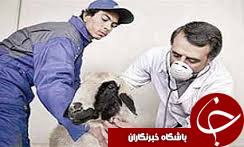 انجام 3میلیون و800 هزار مورد واکسیناسیون برای دام های عشایر استان