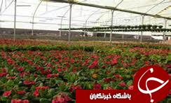 اشتغال۲۰۰ نفر در ۱۶ گلخانه میناب