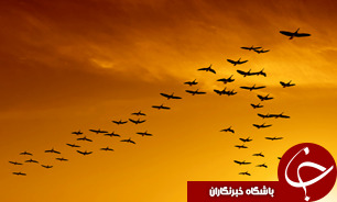 رها سازی 5 قطعه پرنده حمایت شده در ماسال