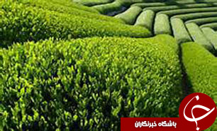تغییر کاربری زمینهای زراعی و باغی کشور عامل اصلی تهدید تولیدات کشاورزی است