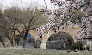 سرمازدگی در کمین شکوفه های ناخوانده درختان بادام سامان