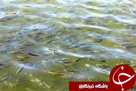 برگرداندن دو پرنده به دامان طبیعت درانزلی
