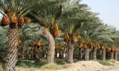 به بار نشستن درخت خرمایی در طبس خراسان جنوبی در زمستان