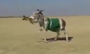 الاغ عصبانی روباه را کشت + فیلم