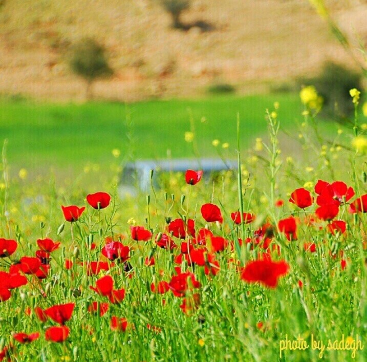 تصاویری زیبا از گوشه و کنار کشور عزیزمان (۱۳) + عکس
