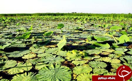 سفر به لاهیجان، عروس گیلان+تصاویر