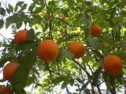 توزیع۵۵۰ تن میوه شب عید در مرکز مازندران