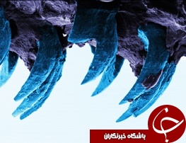 کشف قوی‎ترین ماده جهان در دندان خاره‏‌چسب