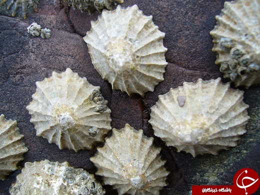 کشف قوی&lrm;ترین ماده جهان در دندان خاره&rlm;&zwnj;چسب