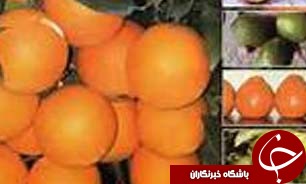 برداشت مرکبات از باغات باشت