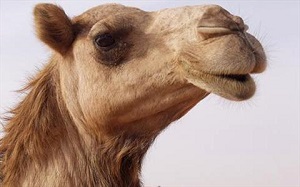 حقایقی خواندنی در مورد عربستان سعودی