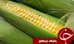 ذخیره‌سازی ۶ هزار و ۸۸۹ تن ذرت در قزوین