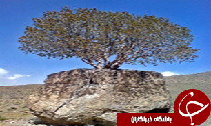 عجیب ترین درخت ایران