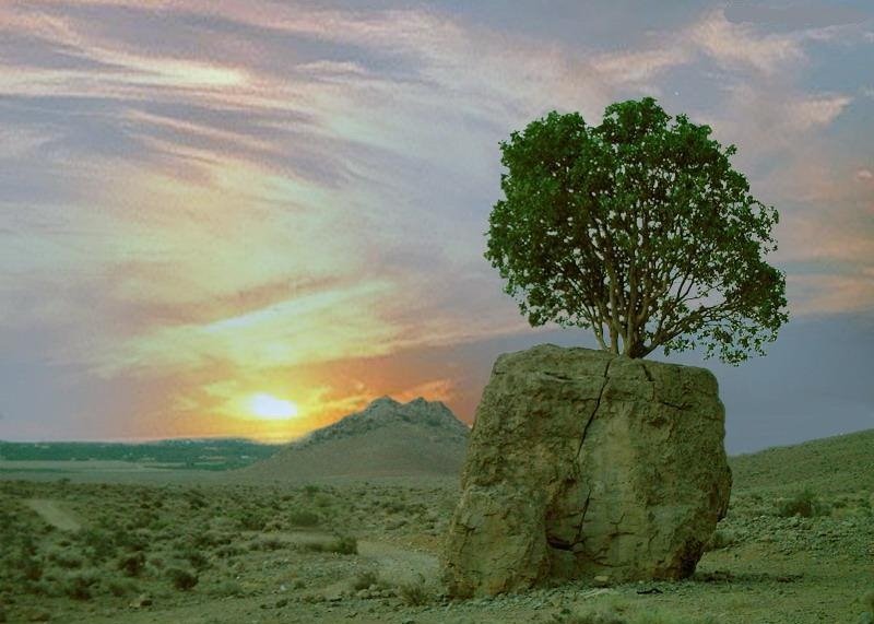 عجیب ترین درخت ایران عجیب ترین درخت ایران