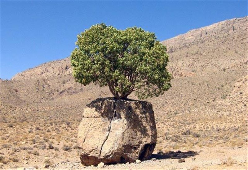 عجیب ترین درخت ایران عجیب ترین درخت ایران