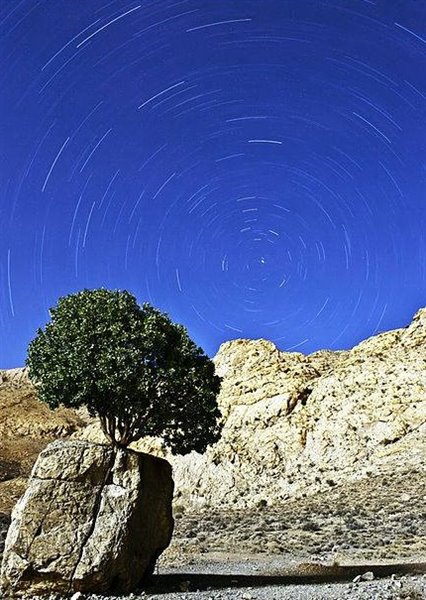 عجیب ترین درخت ایران عجیب ترین درخت ایران