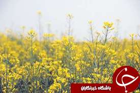 کشت کلزا در بیش از یک هزار هکتار از اراضی شوش