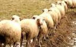 توسعه نژادهای دومنظوره راهکاری برای ماندگاری دام