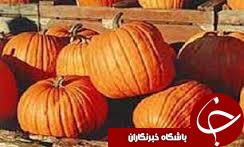 برداشت بیش از 15 هزار تن کدوحلوایی در گیلان