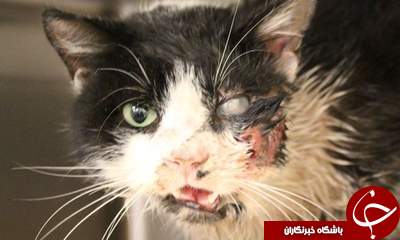 زنده شدن شگفت انگیز گربه +عکس