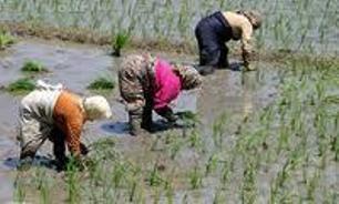 صدور 34 فقره پروانه تأسیس و بهره برداری در بخش تولیدات گیاهی در مازندران