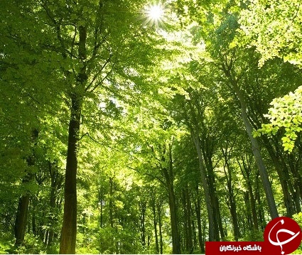 از نزدیک دیدن این جنگل ها آرزویتان می شود!+تصاویر/////ساعت 20.30 منتشر شود