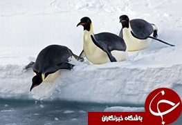پنگوئن ها چه مزه هایی را دوست دارند؟