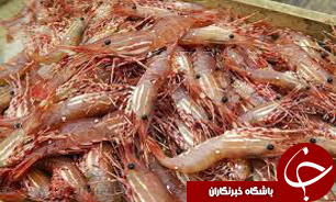 افزایش 90 درصدی تولید میگوی پرورشی در هرمزگان