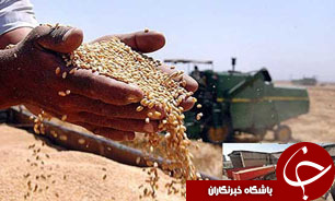 سامانه اختصاصی خريد تضمينی گندم بزودی اجرا می‌شود