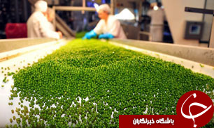 محصولات کشاورزی بازوی تازه روسیه در مراودات تجاری شد