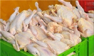 توزیع مرغ گرم 6800 تومانی در میادین میوه و تره‌بار