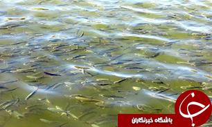 بررسی راه‌های گسترش همکاری‌های شیلاتی ایران و آفریقای جنوبی