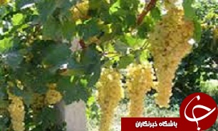 پرداخت 200 میلیون تومان یارانه کشمش به تاکداران در قزوین