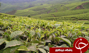 تمديد مهلت بيمه چای در گيلان