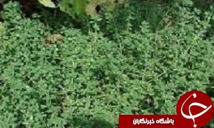گیاه دارویی پر خاصیت