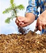 هفته درختکاری/توزیع بیش از یک میلیون اصله نهال در سیستان و بلوچستان