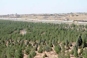 ایجاد کمربند سبز به دور یزد