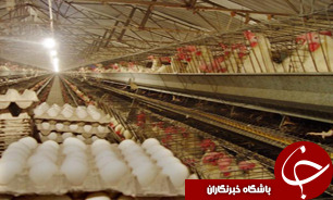 توليد تخم مرغ در البرز، 33 برابر ميانگين کشوری است