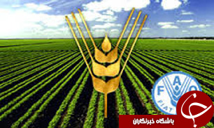 روند کاهش قيمت جهانی مواد غذايی در ماه فوريه نيز ادامه يافت