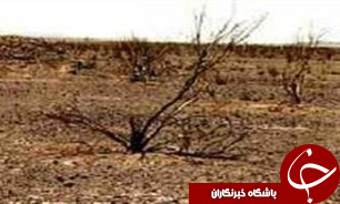 خسارت 145 ميليارد تومانی به کشاورزان سنندجی