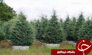 اولویت درختکاری در شمال استان گلستان
