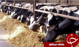 ضرورت تعدیل قیمت شیر در راستای حمایت از تولید و مصرف