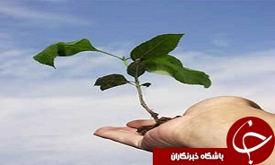 توزیع رایگان 150هزار اصله نهال رایگان در گیلان