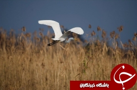پارک ملی بوجاق بندرکیاشهر مکانی مناسب برای گشت و گذار