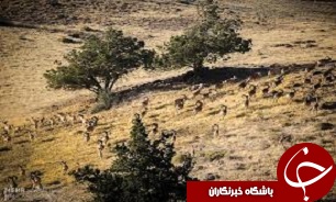 ضرورت حراست از زیستگاه‌های حیات وحش در معرض تخریب آبیک