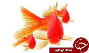 صادرات ماهیان زینتی گلستان به خارج کشور
